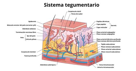 Representación esquemática de las capas del tejido corporal y su distribución a lo largo de la vida.