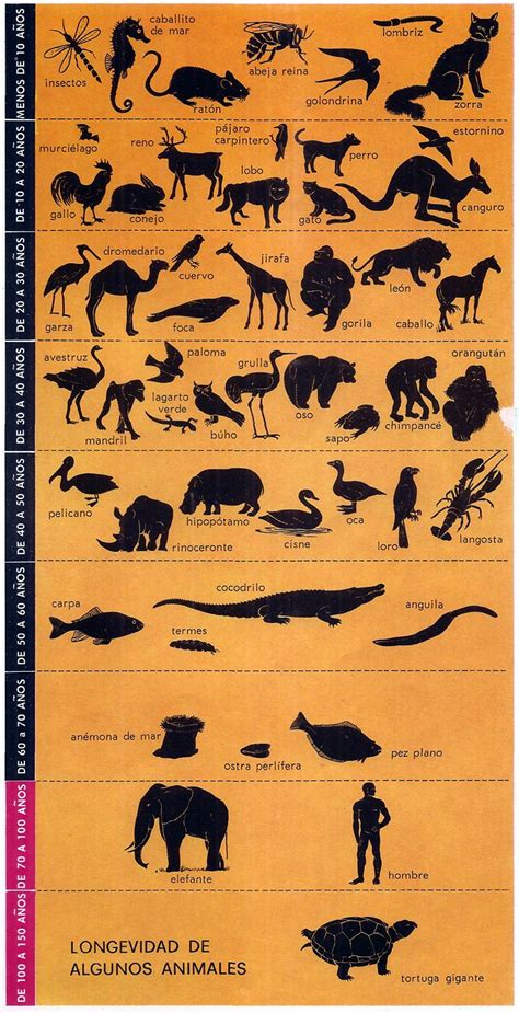 Infografía: Factores que contribuyen a la longevidad de los animales en cautiverio (ausencia de depredadores, atención veterinaria, alimentación controlada)