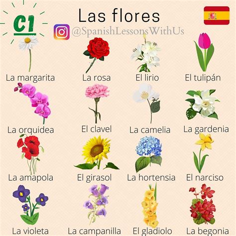 Esquema de las diferentes Alquimeras y sus nombres