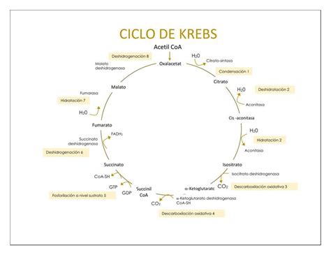 Esquema: Ciclo de incumplimiento de protocolos en Sename