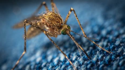Especies invasoras como el mosquito sin alas Eretmoptera murphyi en la Antártida