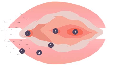 Esquema de las partes de la vulva y la vagina