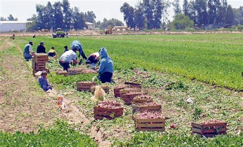 Fotografía: Jornaleros agrícolas trabajando bajo altas temperaturas