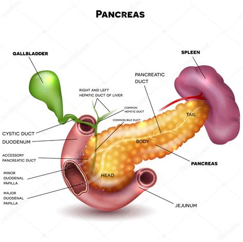 Ilustración anatómica del páncreas y los órganos circundantes en el abdomen