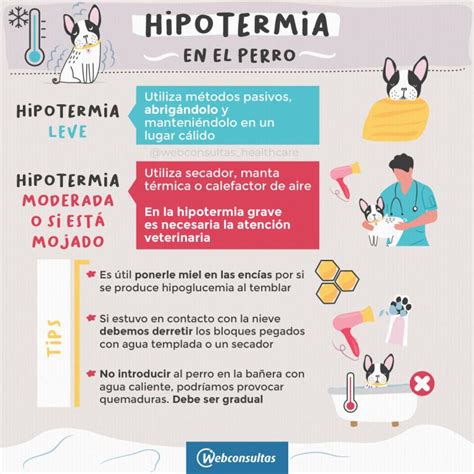 Infografía mostrando diferentes factores de riesgo para la hipotermia en perros (edad, raza, pelaje, humedad).