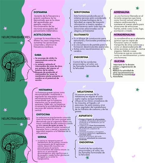 Esquema de las principales hormonas y neurotransmisores implicados en el apego
