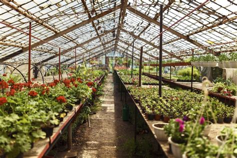 Imagen de un jardín o invernadero con muchas plantas etiquetadas y cuidadas