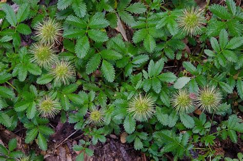 Fotografía de Acaena argentea en su hábitat natural, mostrando sus hojas y frutos característicos