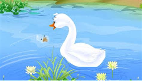 Patito feo transformado en un hermoso cisne, viéndose reflejado en el agua