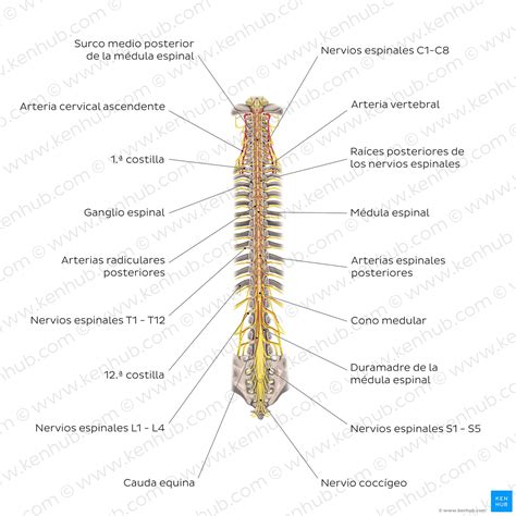 Ilustración anatómica de la médula espinal y la columna vertebral con sus divisiones.
