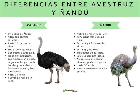 Esquema de las características morfológicas del ñandú.