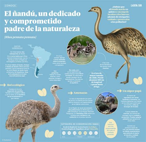 Infografía sobre las principales amenazas del ñandú en su hábitat natural.