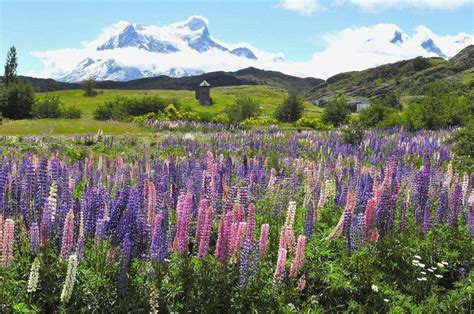 Ilustración o fotografía que represente la flora y fauna del Parque Nacional Torres del Paine.