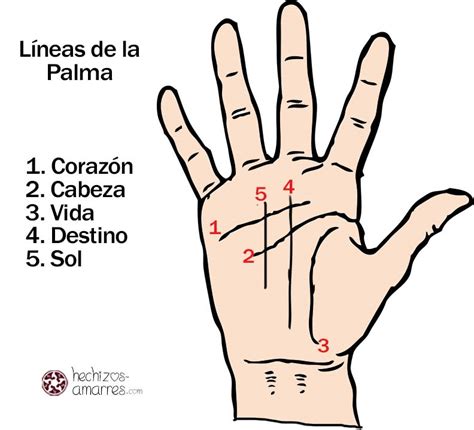 Infografía detallada de las líneas de la palma de la mano y su interpretación.