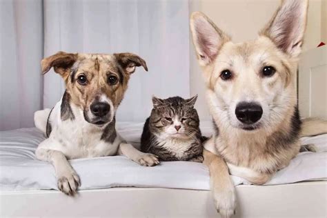 Infografía: signos de envejecimiento en perros y gatos