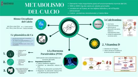 Esquema sobre el metabolismo del calcio y su relación con la vitamina D y la hormona paratiroidea (PTH)