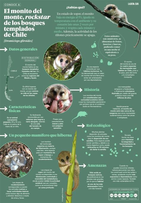 Esquema de las características físicas del monito del monte