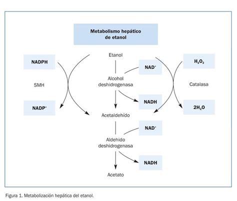 Esquema de las vías de metabolización del alcohol en el cuerpo humano.