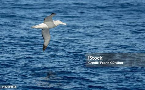 Ilustración de un pato petrel antártico en vuelo sobre el océano