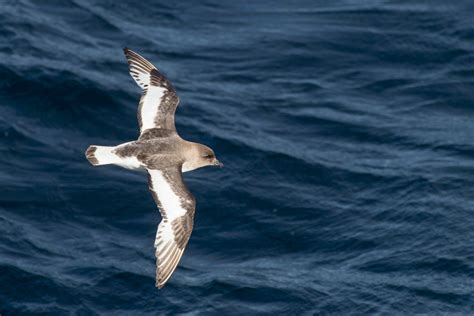 Diagrama de las características físicas del pato petrel antártico, incluyendo el pico y las marcas en las alas