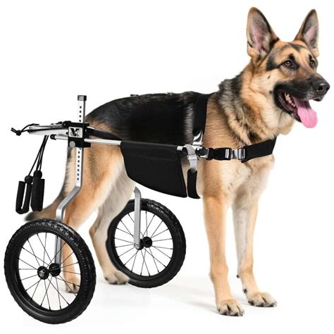 perro con silla de ruedas
