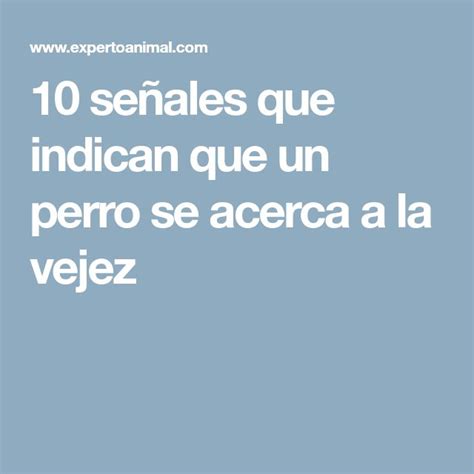 Infografía sobre las señales de la vejez en perros