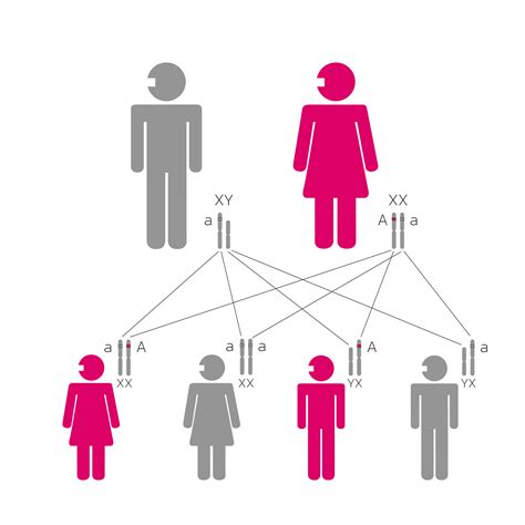 Infografía: Transmisión genética mitocondrial de abuela a madre a hija