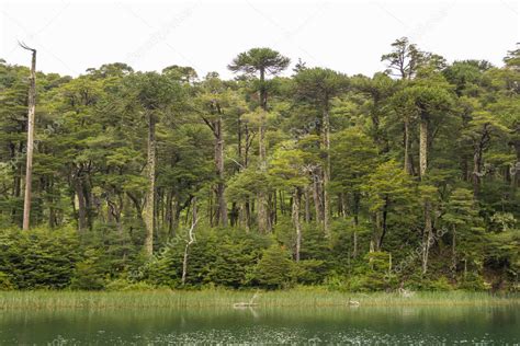 Fotografía de la selva valdiviana con un sendero en primer plano