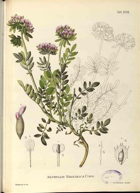 Ilustración botánica del Canelo, mostrando sus hojas y flores