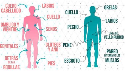 Esquema anatómico del clítoris y las zonas erógenas femeninas