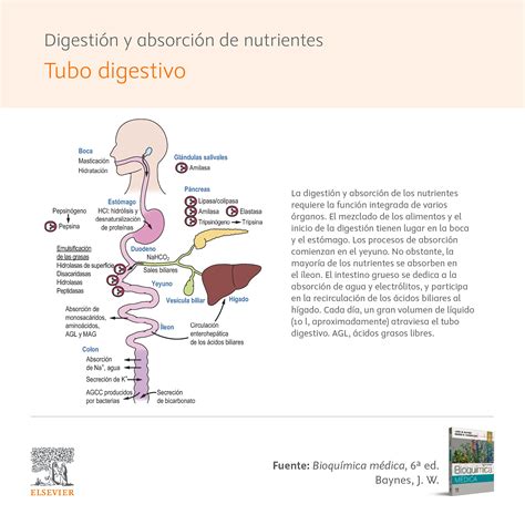 Esquema de la transferencia de nutrientes de la madre al bebé a través de la leche materna