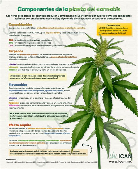 Infografía sobre los componentes del cannabis y sus efectos en el cerebro