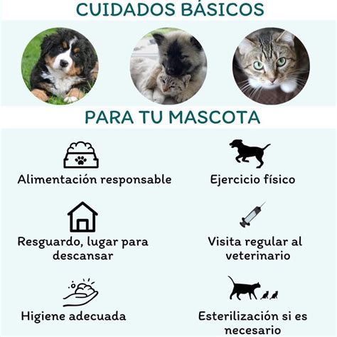 infografía con los puntos clave para el cuidado de mascotas por un cuidador