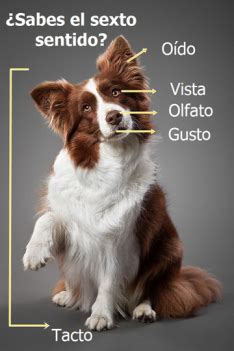 ilustración comparativa de los sentidos del perro y el humano (olfato, oído, vista)