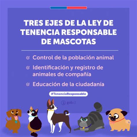 infografía sobre los pilares de la tenencia responsable de mascotas