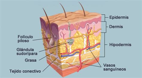 Esquema detallado de las capas de la piel (epidermis, dermis, hipodermis) con sus componentes principales.