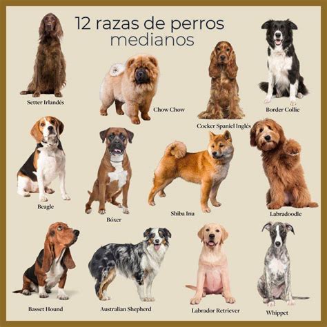 Foto emotiva de un perro de raza mestiza acurrucado junto a una mano arrugada de una persona mayor.
