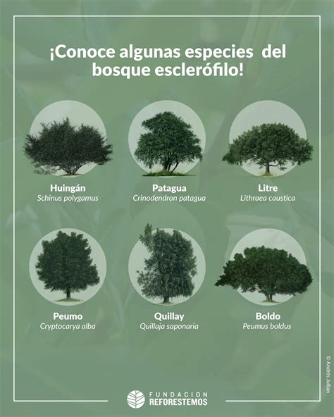 Ilustración de las principales especies arbóreas del bosque esclerófilo chileno