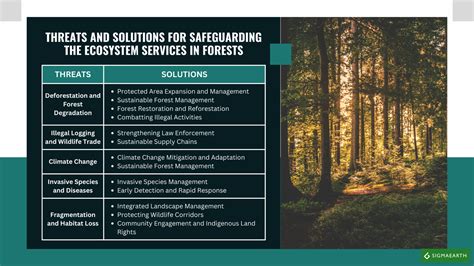 Infografía detallando los 19 servicios ecosistémicos del bosque esclerófilo