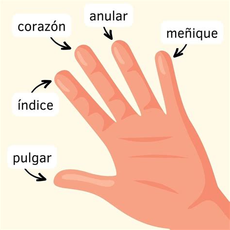 Diagrama de capilares de la mano y del pie, con un énfasis en los dedos. Ilustración de una persona entrelazando los dedos de la mano izquierda con los del pie derecho.