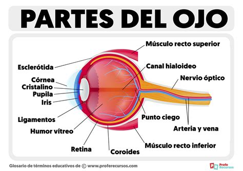 Esquema de las partes del ojo humano