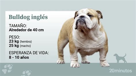 Esquema anatómico de un Bulldog Inglés detallando sus características físicas distintivas