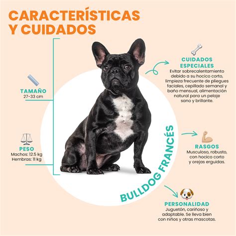 Fotografía detallada de la limpieza de pliegues faciales de un Bulldog