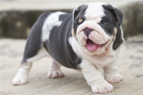 Gráfico ilustrativo de las fases de alimentación del Bulldog (cachorro, adulto, senior)