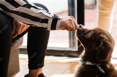 Fotografía de un cachorro de Bulldog explorando un nuevo hogar
