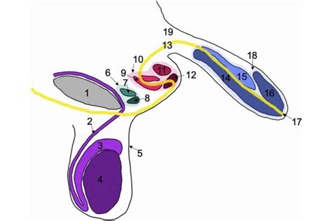 Ilustración detallando la anatomía genital única de un hombre con trifalia, señalando los penes adicionales.