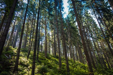 Fotografía emotiva de un bosque o memorial con árboles