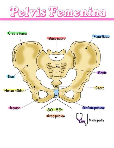 Esquema anatómico de la pelvis femenina y el suelo pélvico
