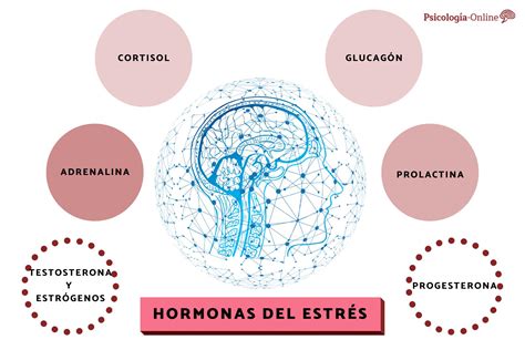 Infografía: Mecanismos cerebrales y liberación de hormonas del estrés antes de morir