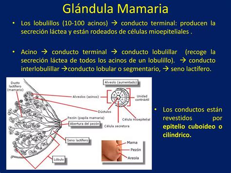 Esquema general de la glándula mamaria y sus estructuras principales